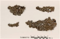 藏品(金梅衣)的圖片